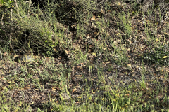IMG_9548