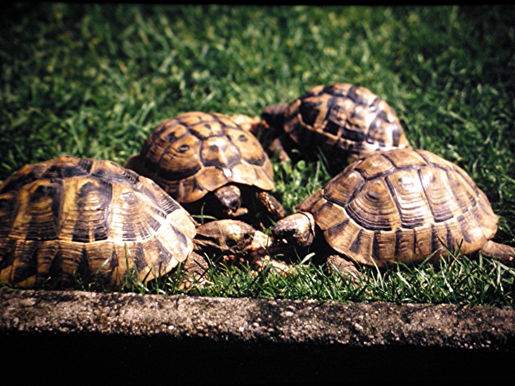 Gruppe verschiedener Schildkröten um 1975