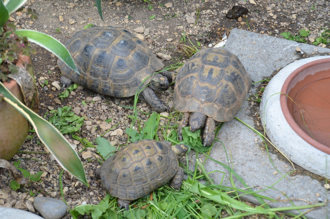 Zuchtgruppe Maurische Landschildkröten