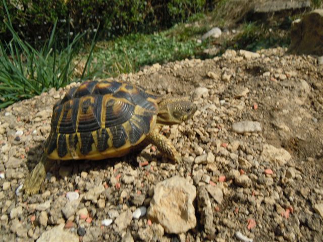 DSCN0862 11-jähriges Männchen