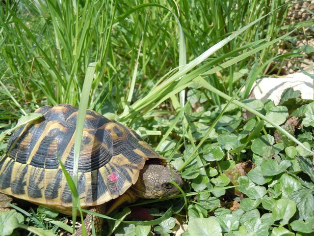 DSCN0915 10-jähriges Weibchen 0423