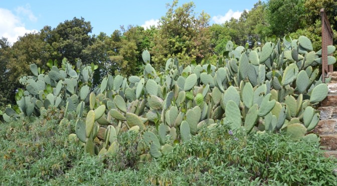 Toskana Mai 2015  Tenuta Il Sassone